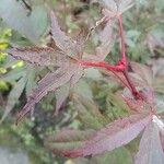 Acer palmatum 樹皮