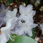 Rhododendron augustinii Flor