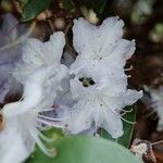 Rhododendron augustinii Λουλούδι