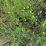 Ranunculus flammula Habit