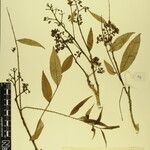 Zanthoxylum oxyphyllum Otro
