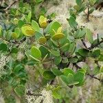 Eugenia buxifolia List