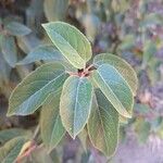 Aristotelia chilensis Fuelha