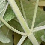 Salvia fruticosa Bark