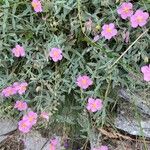 Helianthemum vesicarium Flor