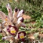 Cistanche violacea Habit