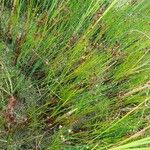 Juncus articulatusKvet