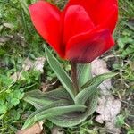 Tulipa greigii Kvet