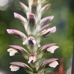 Acanthus hungaricus Floare