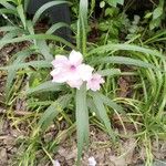Ruellia simplex Blüte