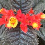 Chrysothemis pulchella Λουλούδι
