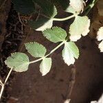 Pimpinella cumbrae Leaf