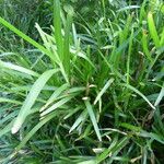 Pennisetum clandestinum Habit