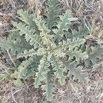 Verbascum sinuatumبرگ