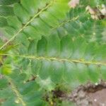 Phyllanthus niruri 葉