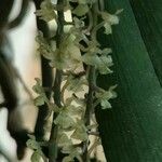 Rhipidoglossum rutilum Flower