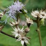 Ageratum houstonianum (Fruit)