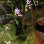 Cunila origanoides Квітка
