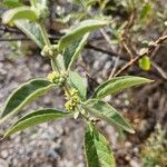 Buddleja sessiliflora Ліст