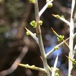 Genista scorpius Bark