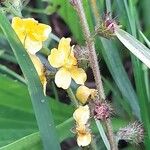 Agrimonia eupatoria 花