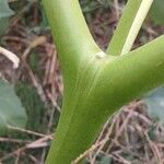 Datura stramonium Bark