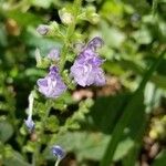 Scutellaria ovata Flower