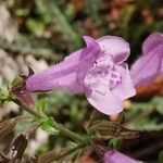 Clinopodium menthifolium Flower