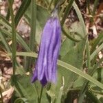 Campanula stenocodon Floare