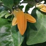 Juanulloa mexicana Flor