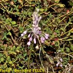 Allium coloratum ശീലം