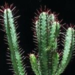 Euphorbia atrispina Corteza