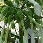 Nicotiana sylvestris Blomma