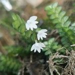 Angraecum distichum Floare