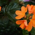 Crossandra infundibuliformis Цветок