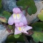 Cymbalaria pallida Flor