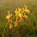 Eulophia angolensis Flower
