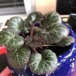 Saxifraga stoloniferaBlad