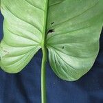 Philodendron jodavisianum Leaf