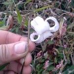 Clematis crispa Flower