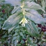 Sarcococca orientalis Květ