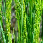 Poa trivialis Flor