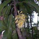 Oxera rugosa Hábito