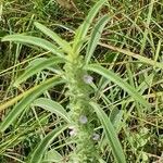 Meiosperma bracteatum Συνήθη χαρακτηριστικά