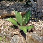 Agave salmiana 葉