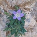 Campanula mollis Flower