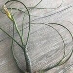 Tillandsia butzii Leaf