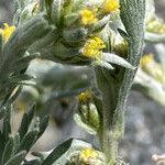Artemisia umbelliformis Blomst