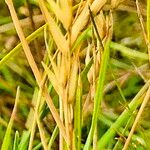 Danthonia decumbens Plod
