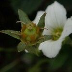 Parnassia nubicola عادت